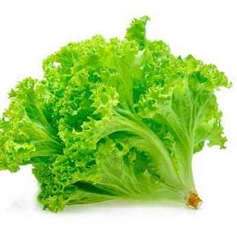 Alface Crespa (Imagem Principal)