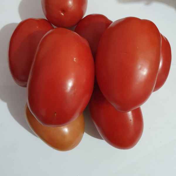 Tomate (Imagem Principal)