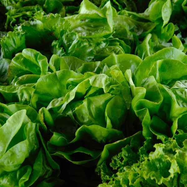 Alface Lisa (Imagem Principal)