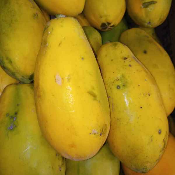 mamão havai kg (Imagem Principal)