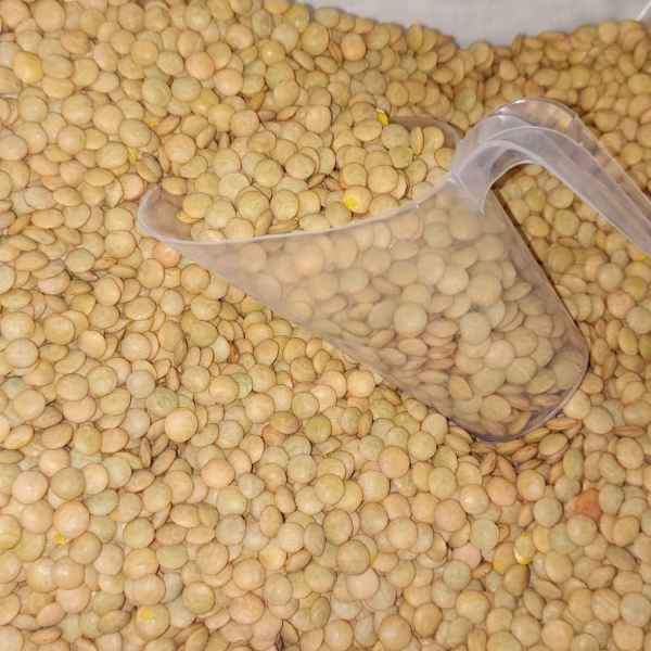 lentilha 100g (Imagem Principal)