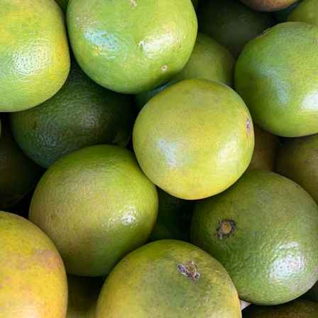 Laranja Pera Kg (Imagem Principal)