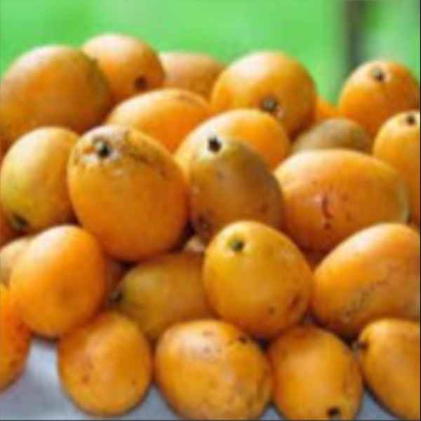 SUCO DE CAJA (Imagem Principal)