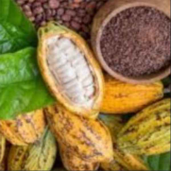 SUCO DE CACAU (Imagem Principal)