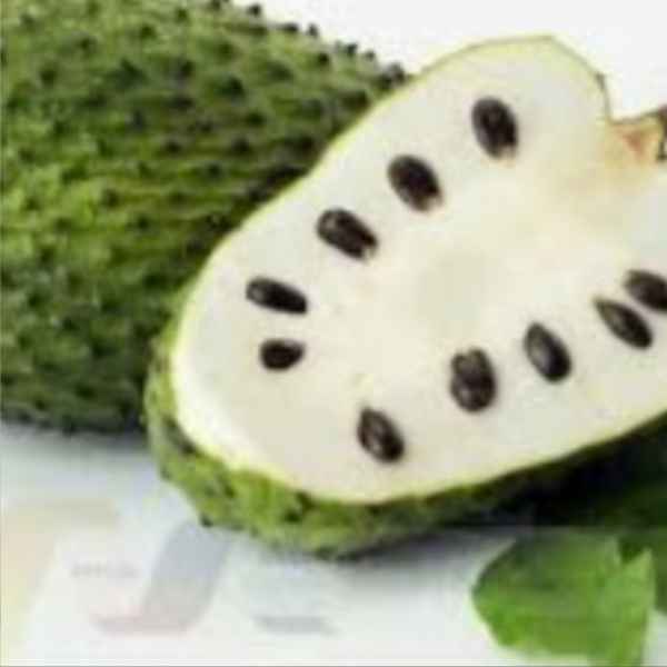 SUCO DE GRAVIOLA (Imagem Principal)