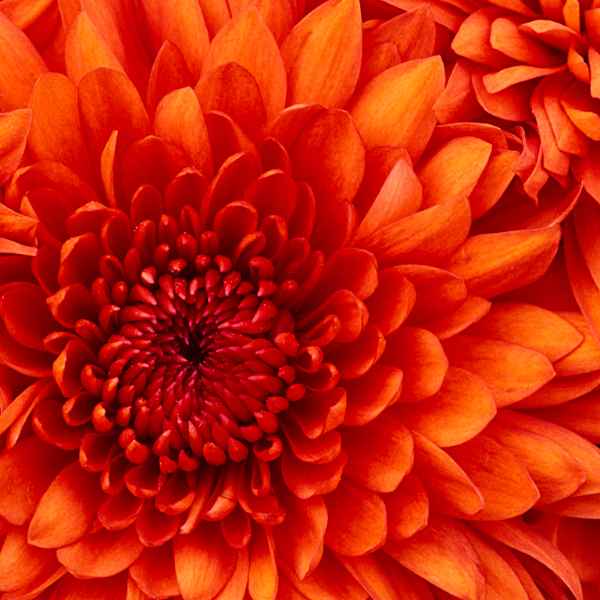 Pizza Mussarela (Imagem Principal)