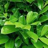 CHA MATE VERDE (Imagem Principal)