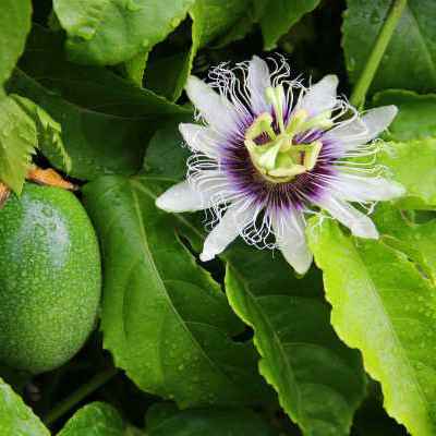 PASSIFLORA (FOLHA DE MARACUJA) (Imagem Principal)