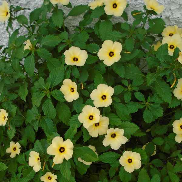 DAMIANA / CHANANA (Imagem Principal)