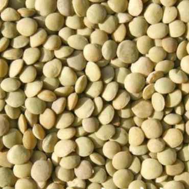 LENTILHA CANADENSE (Imagem Principal)