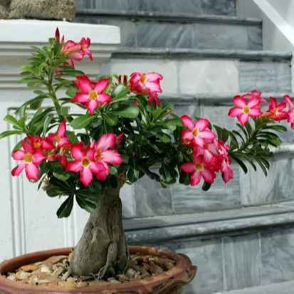 Rosa do Deserto (Imagem Principal)