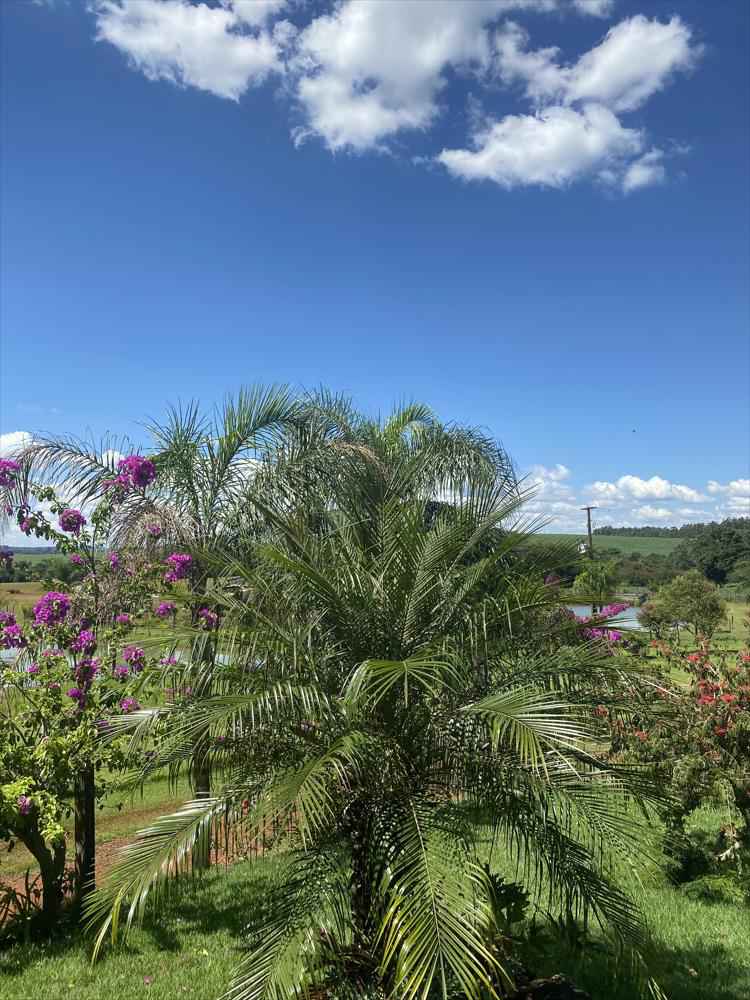 Chácara na Linha são Braz à venda
