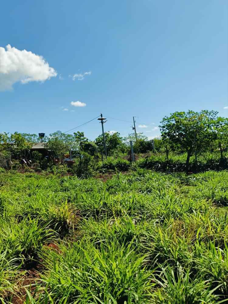 Chácara 29.000m² - São Miguel do Iguaçu PR
