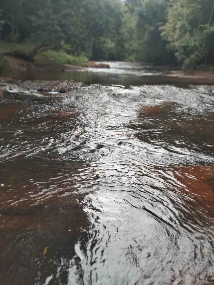 Área Rural Escriturada com Asfalto na Porta – 11,2 Hectares em São Miguel do Iguaçu/PR!