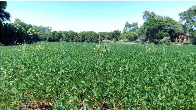Área de 15,950 m² à Venda – Oportunidade Única em Foz do Iguaçu!