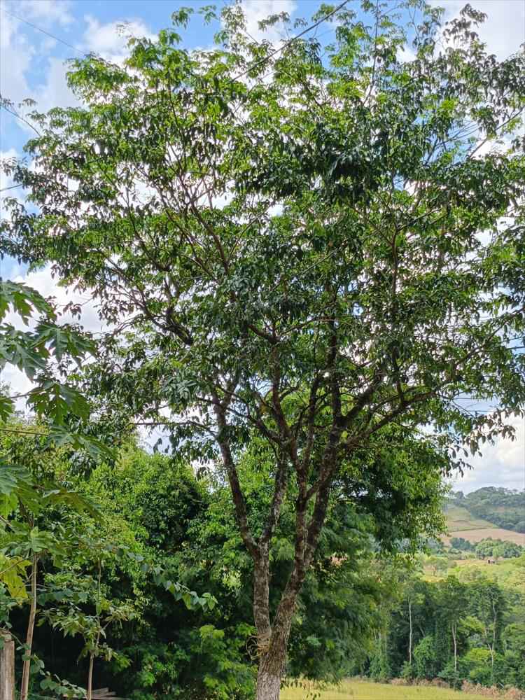 CHÁCARA Á VENDA NA SERRA DO MICO - SÃO MIGUEL DO IGUAÇU