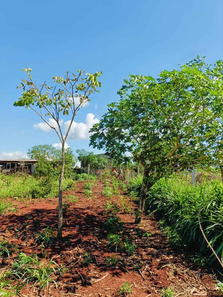 Chácara 29.000m² - São Miguel do Iguaçu PR